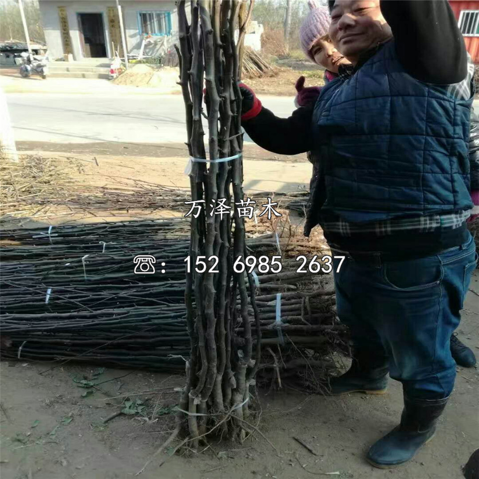 兩公分矮化蘋果苗價(jià)格報(bào)價(jià)一覽表