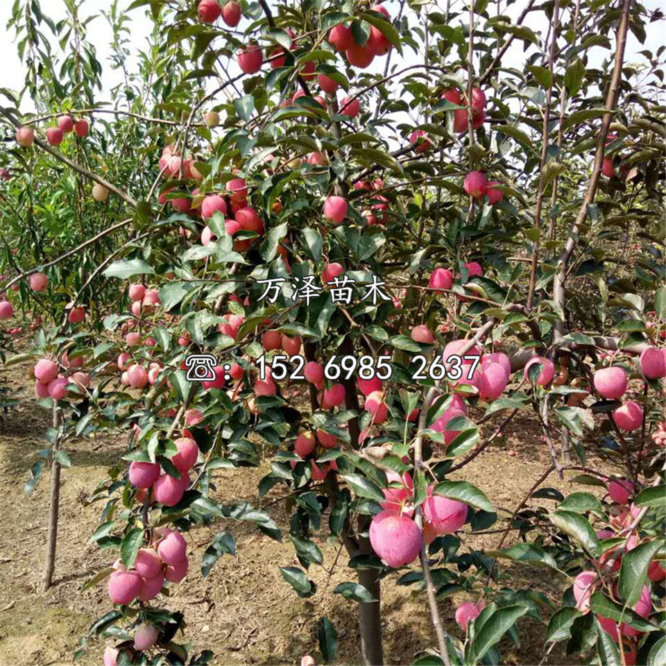 华硕苹果苗、华硕苹果苗基地