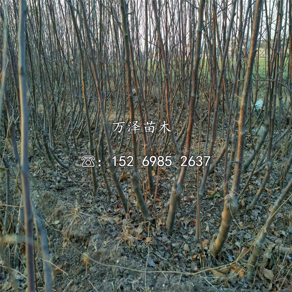 陽光富士蘋果苗出售