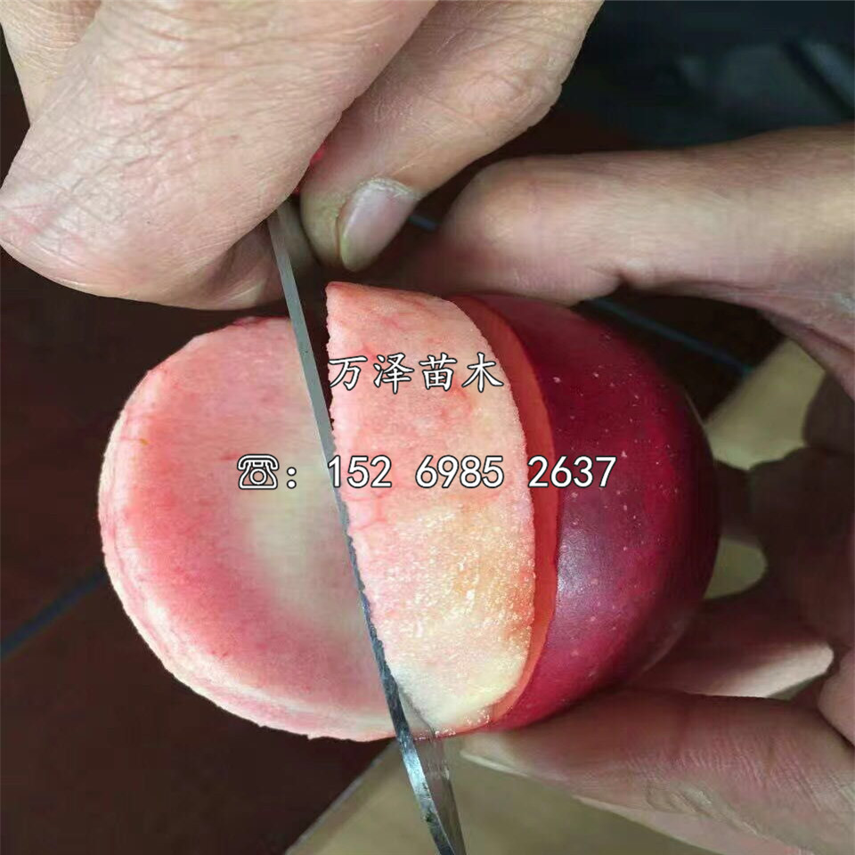 两公分矮化苹果苗价格报价一览表