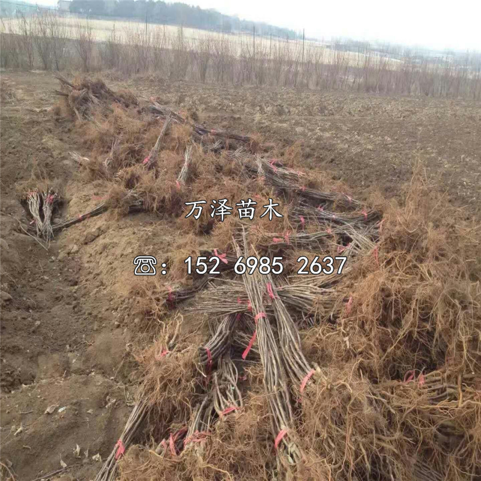 矮化懶富蘋果苗基地價(jià)格