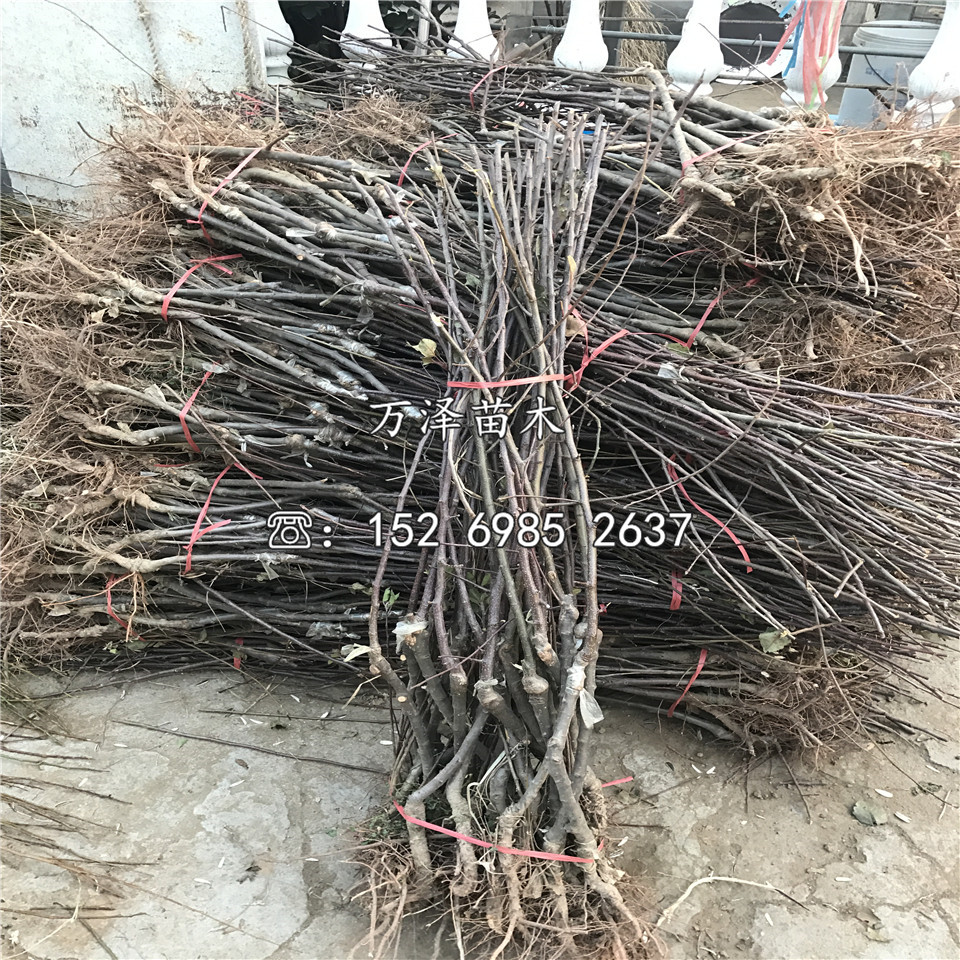 煙富蘋果苗銷售