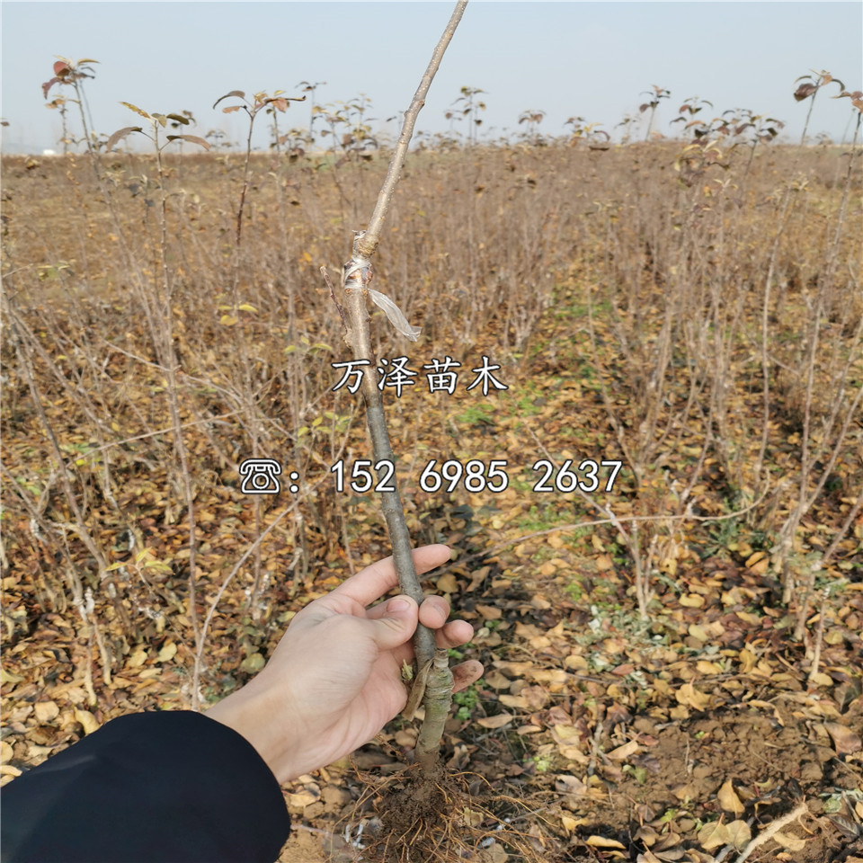 一公分水蜜桃蘋果苗、水蜜桃蘋果苗批發(fā)