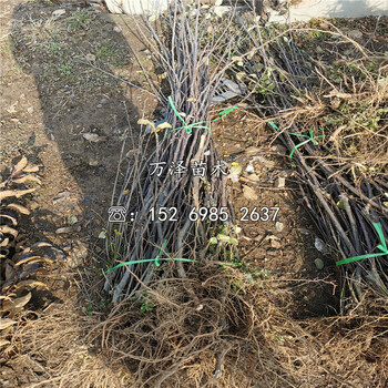 華碩蘋果苗種植基地