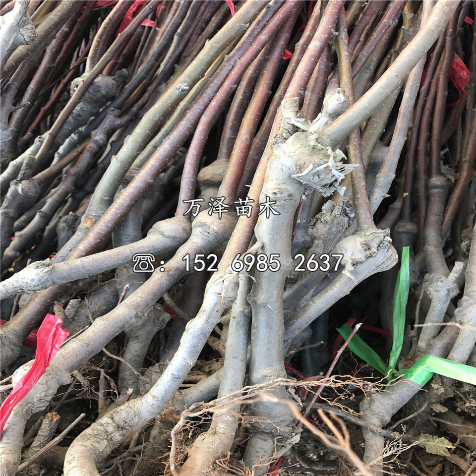 秦陽蘋果苗出售