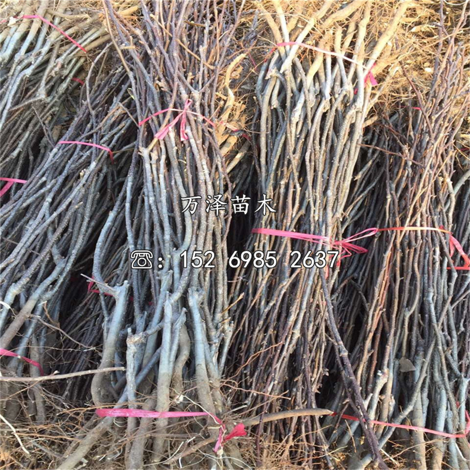 煙富3號蘋果苗價格一覽表