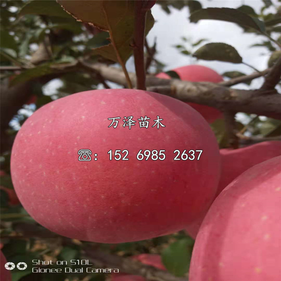 紅肉蘋果苗種植基地