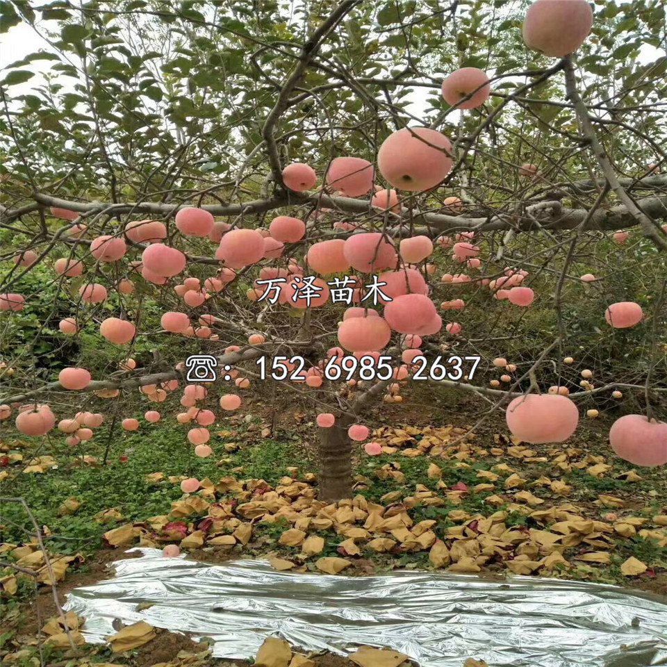 煙富蘋果苗銷售