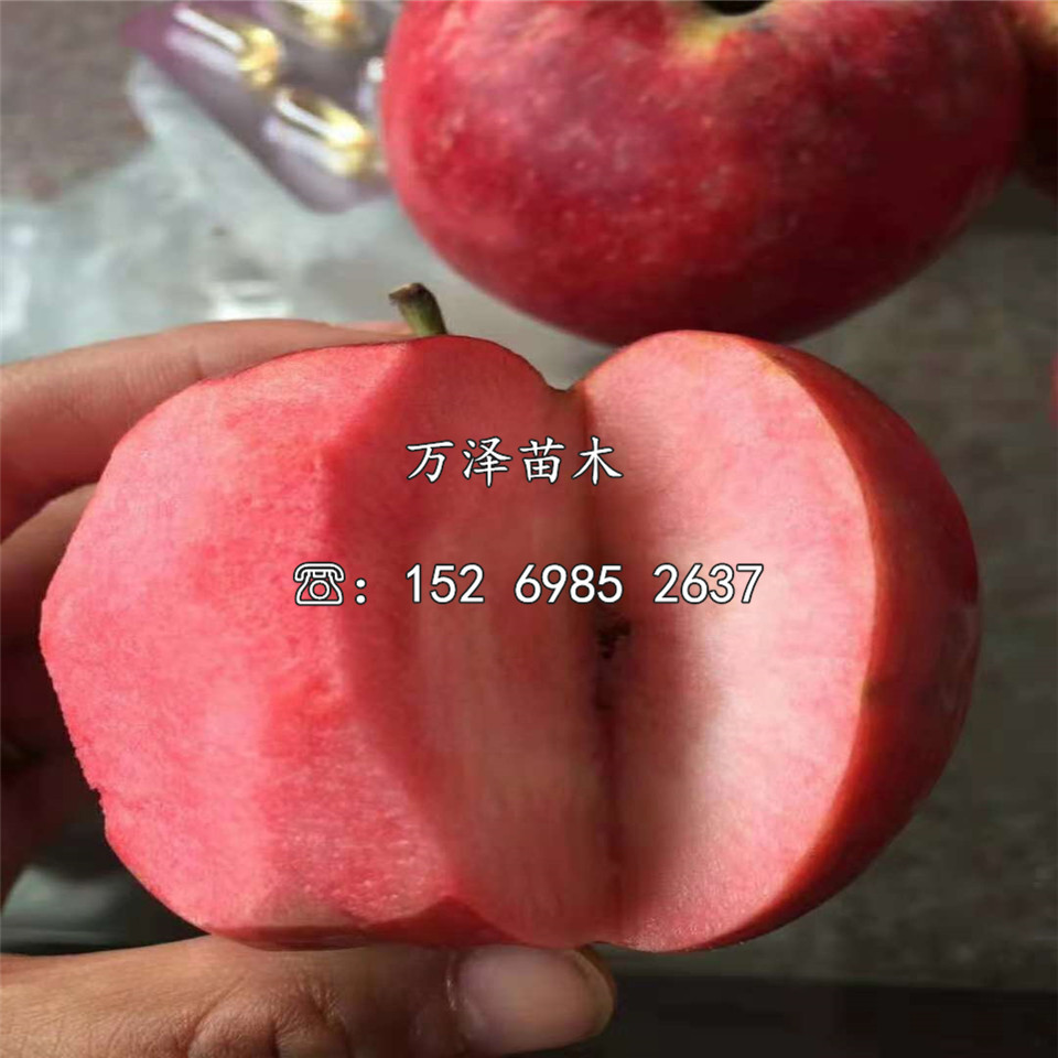 紅肉蘋果苗種植基地