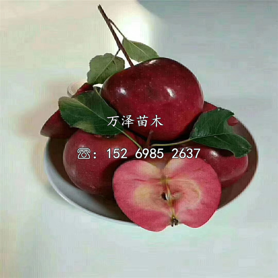 千雪蘋果苗新品種