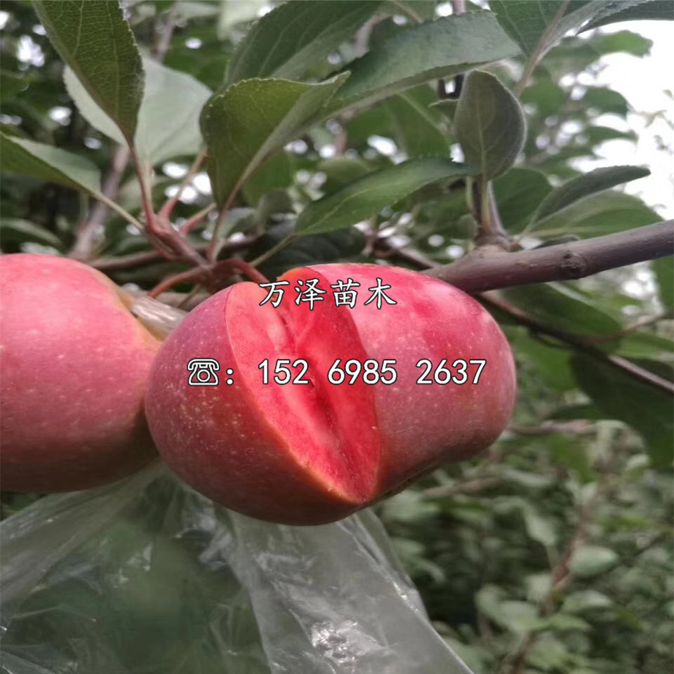 煙富蘋果苗銷售