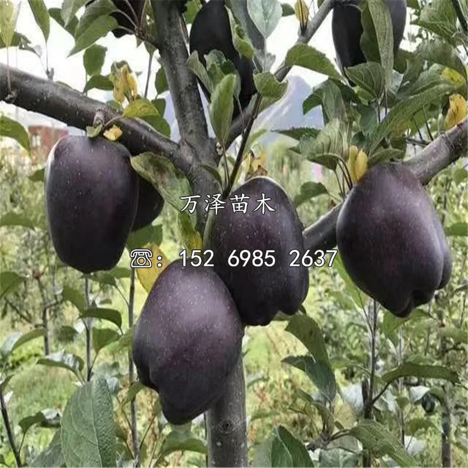 華珍蘋果苗簡介、華珍蘋果苗品種介紹