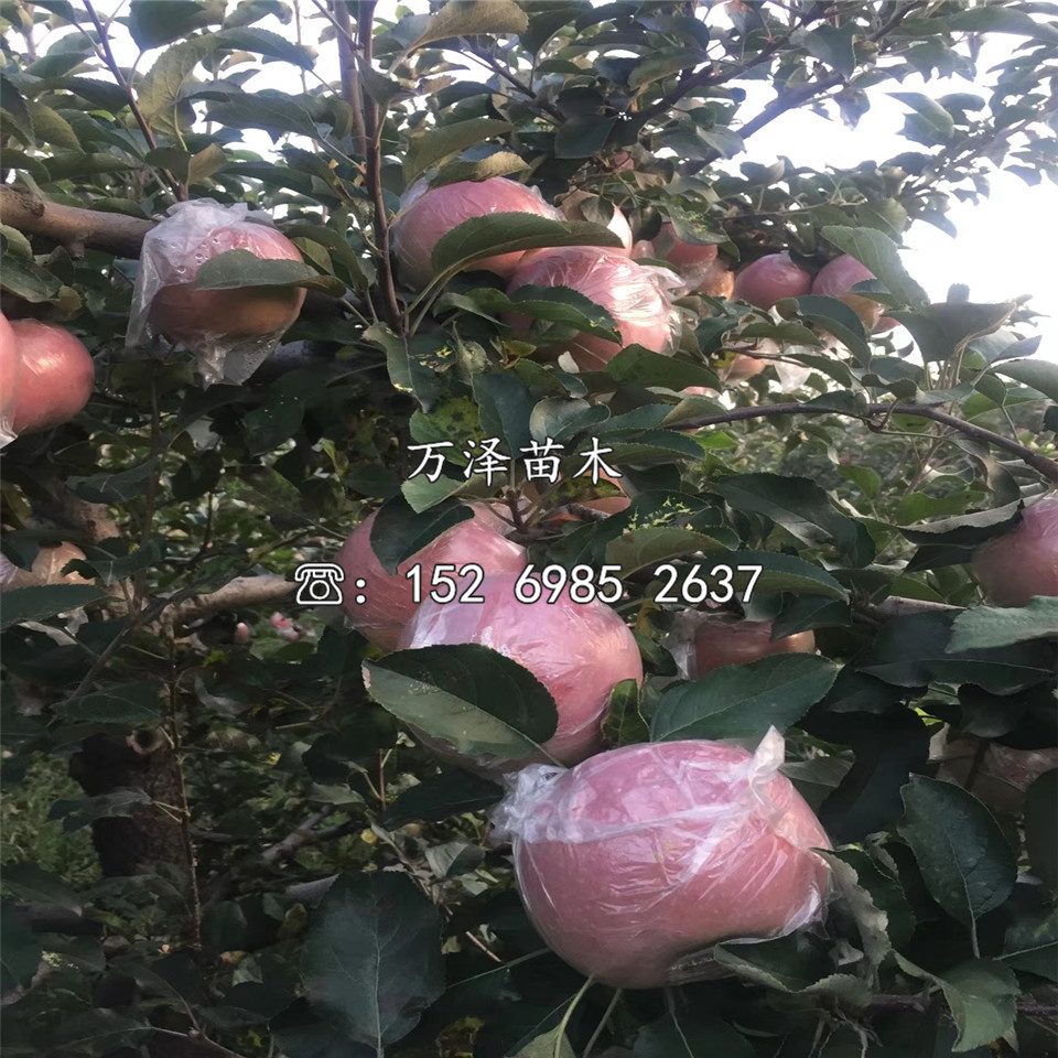 購(gòu)買眾成一號(hào)蘋果苗、眾成一號(hào)蘋果苗購(gòu)買價(jià)格