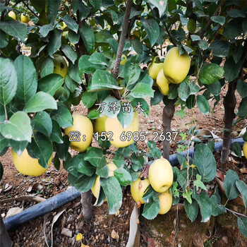 黑钻苹果苗价格、黑钻苹果苗基地价格