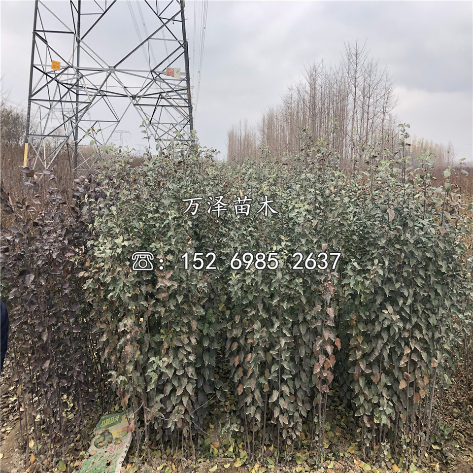 響富蘋果苗種植基地