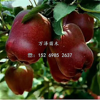 红色之爱苹果苗价格