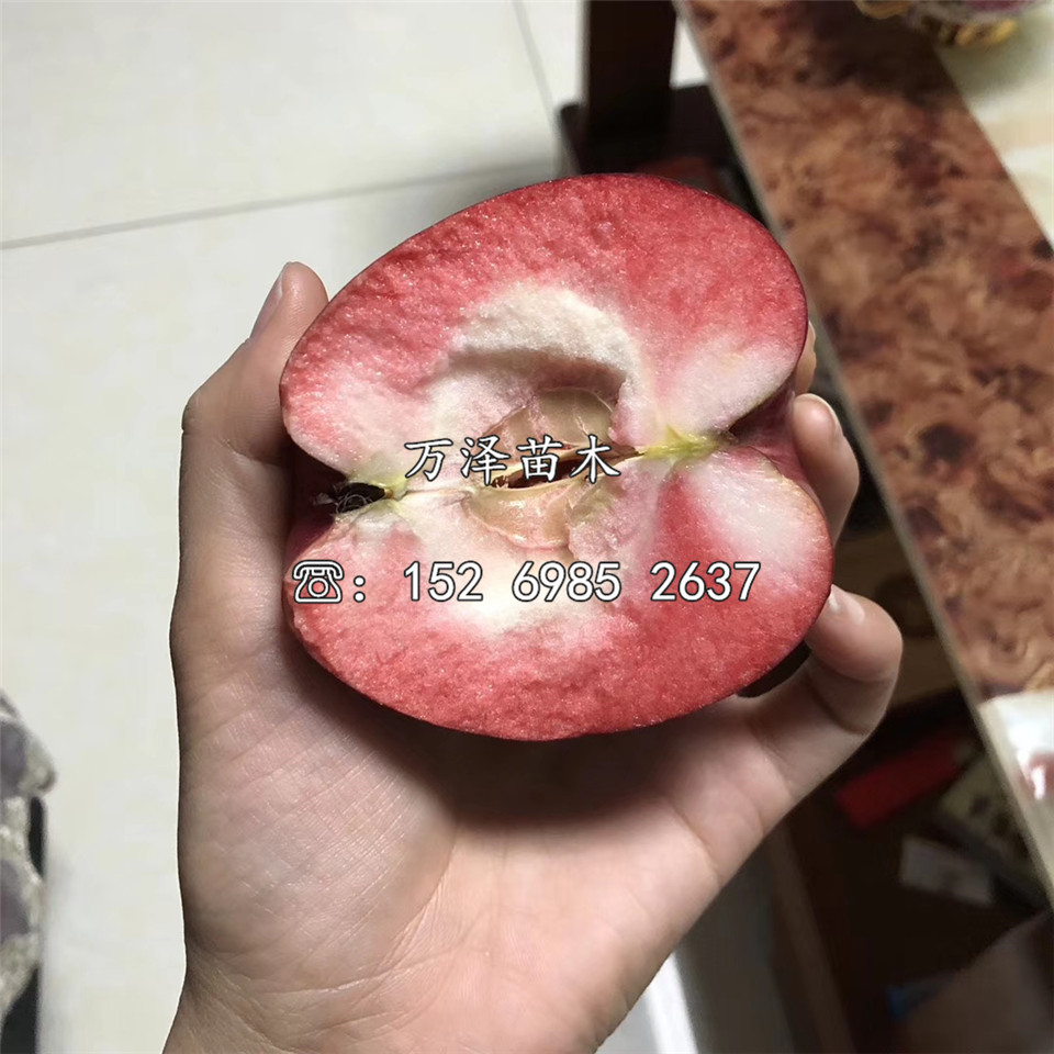 煙富10號(hào)蘋果苗、煙富10號(hào)蘋果苗價(jià)格及報(bào)價(jià)