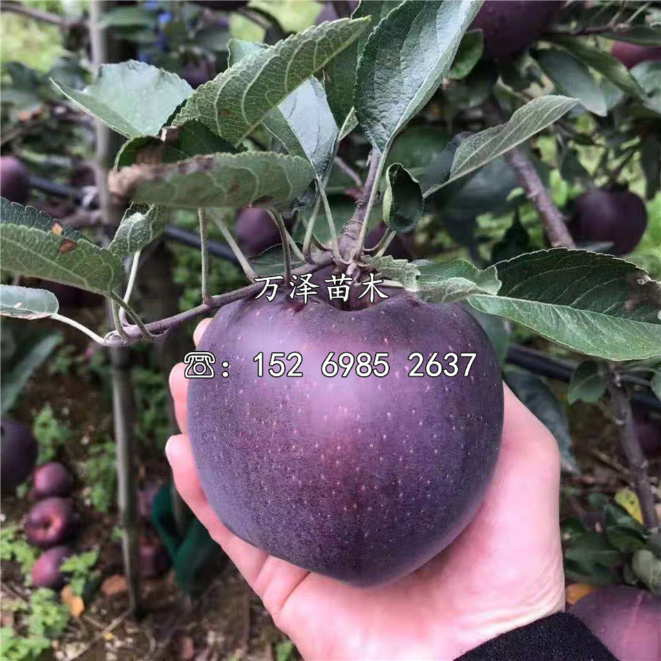 煙富12號蘋果苗出售