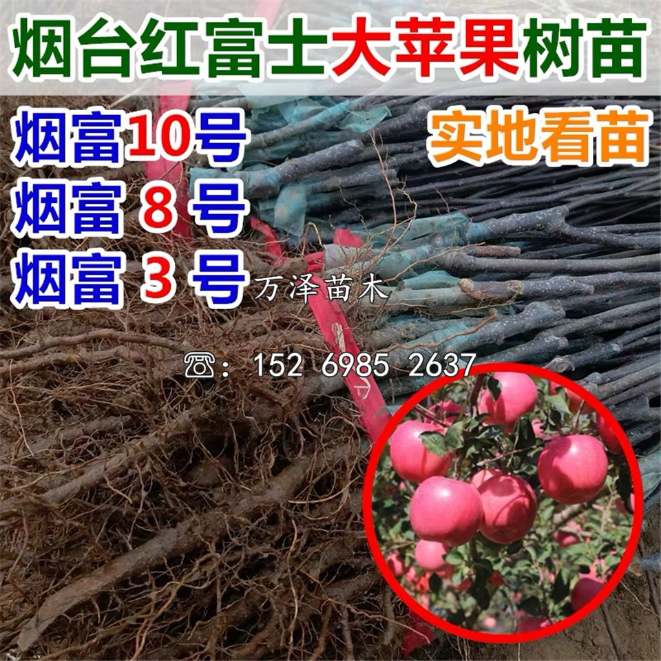 矮化蘋果苗幾元、矮化蘋果苗幾塊錢一棵