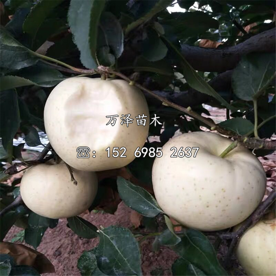 眾成蘋果苗供應(yīng)、眾成蘋果苗供應(yīng)基地
