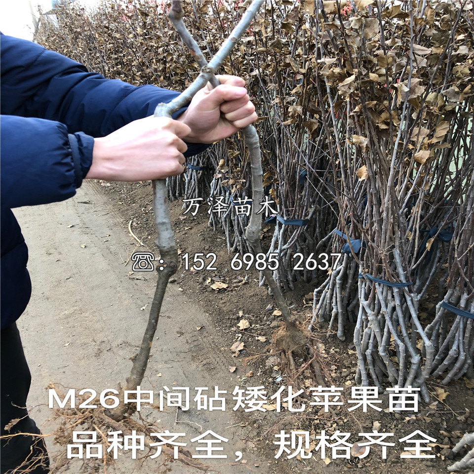 陆奥苹果苗供应