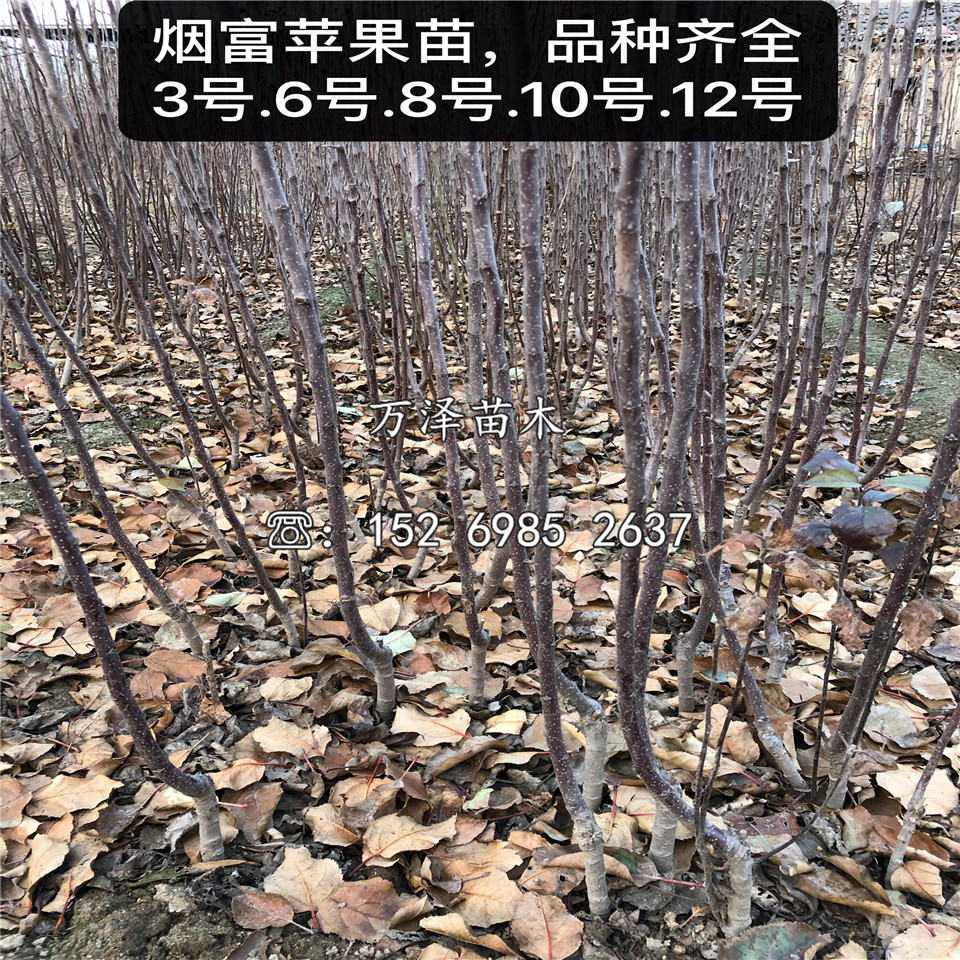 一公分水蜜桃蘋果苗、水蜜桃蘋果苗批發(fā)