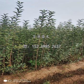 晚熟蘋果苗價格一覽表