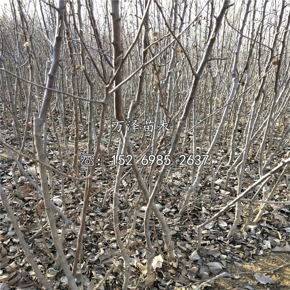 煙富3號蘋果苗價格一覽表