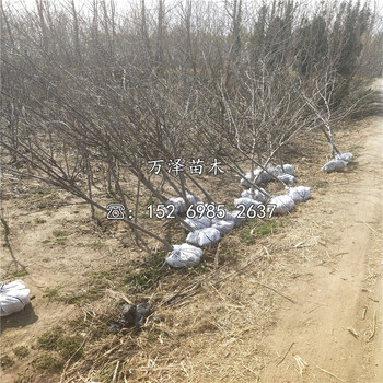 嘎啦苹果苗出售、嘎啦苹果苗基地