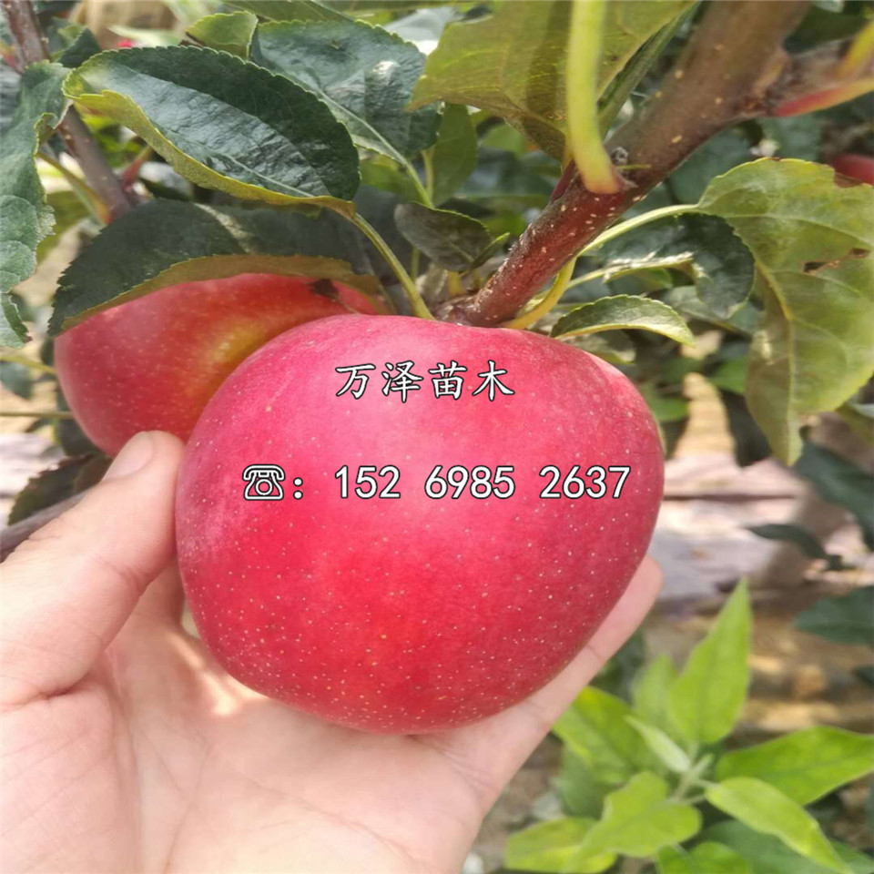 煙富12號(hào)蘋果苗、煙富12號(hào)蘋果苗價(jià)格及報(bào)價(jià)
