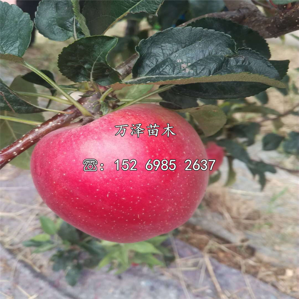 煙富12號蘋果苗出售