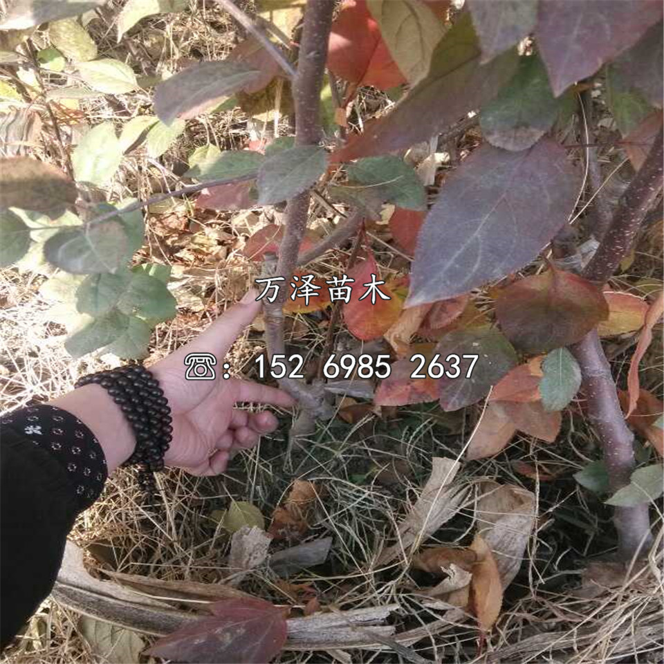 兩年紅星蘋果苗價格