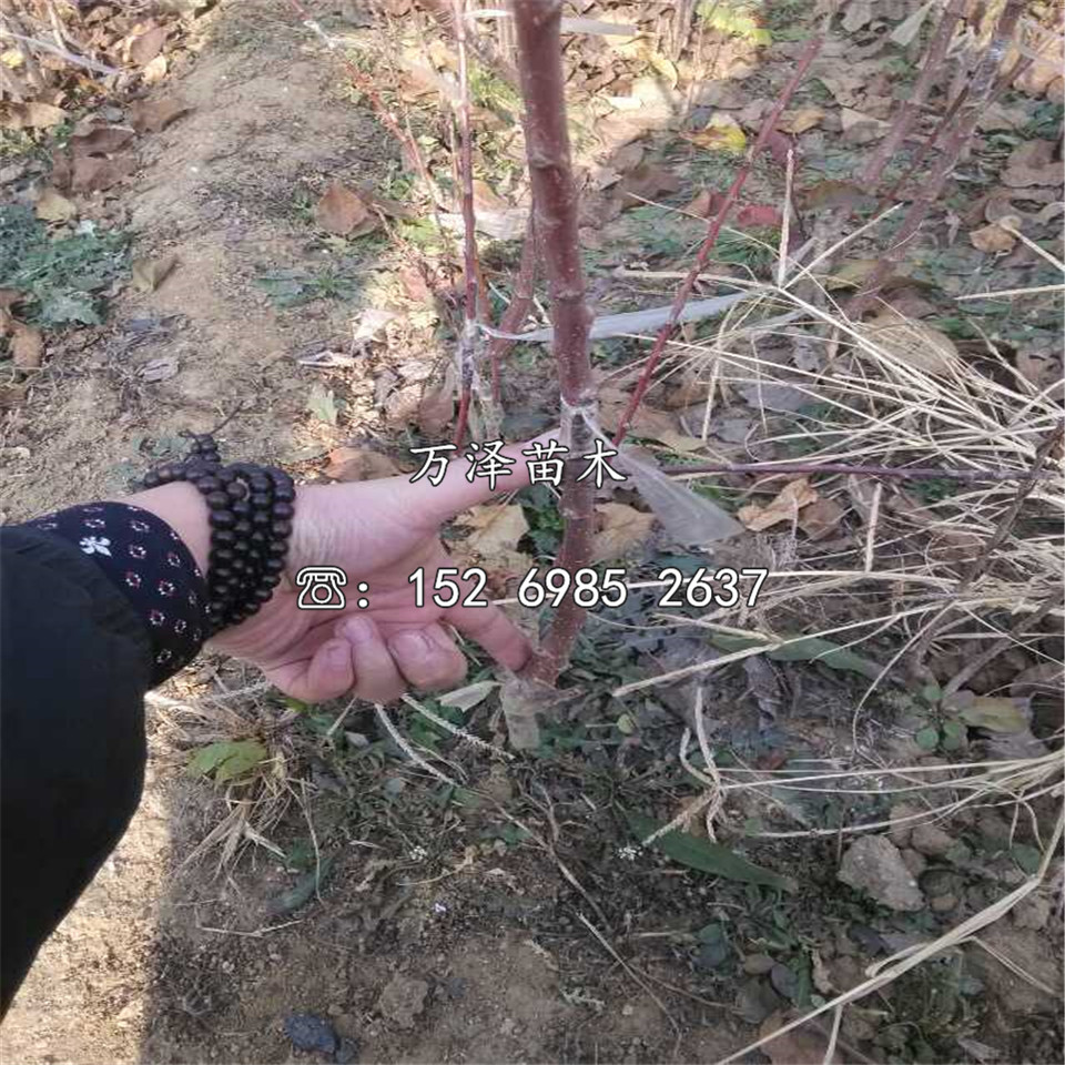 煙富12號蘋果苗出售