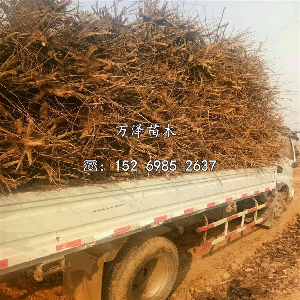 晚秋黃梨樹苗價格一覽表