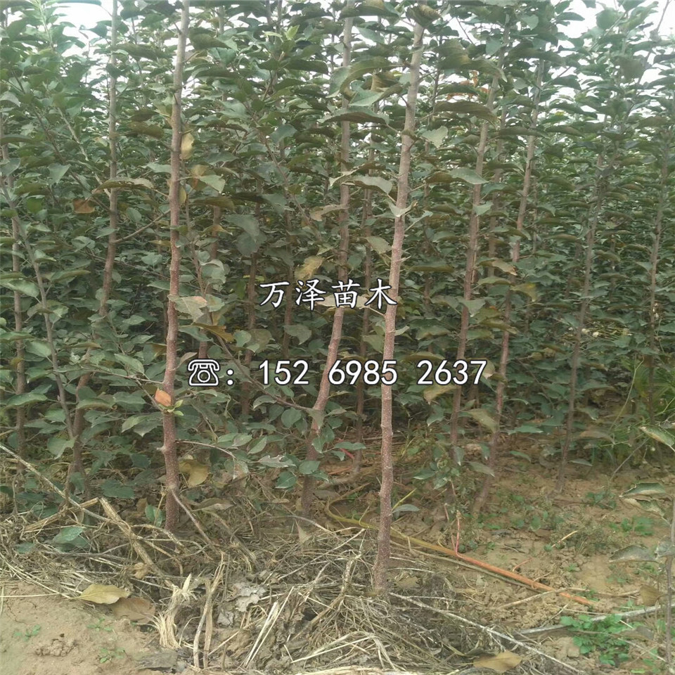晚香梨樹苗價格及基地