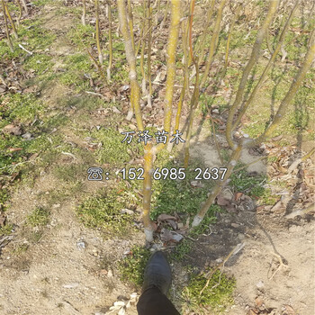 雪公主梨樹苗價(jià)格、雪公主梨樹苗批發(fā)價(jià)格