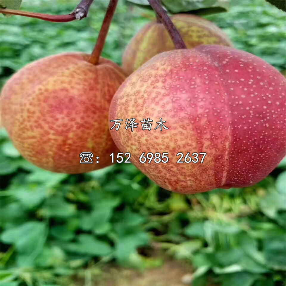 晚秋黃梨樹苗批發(fā)