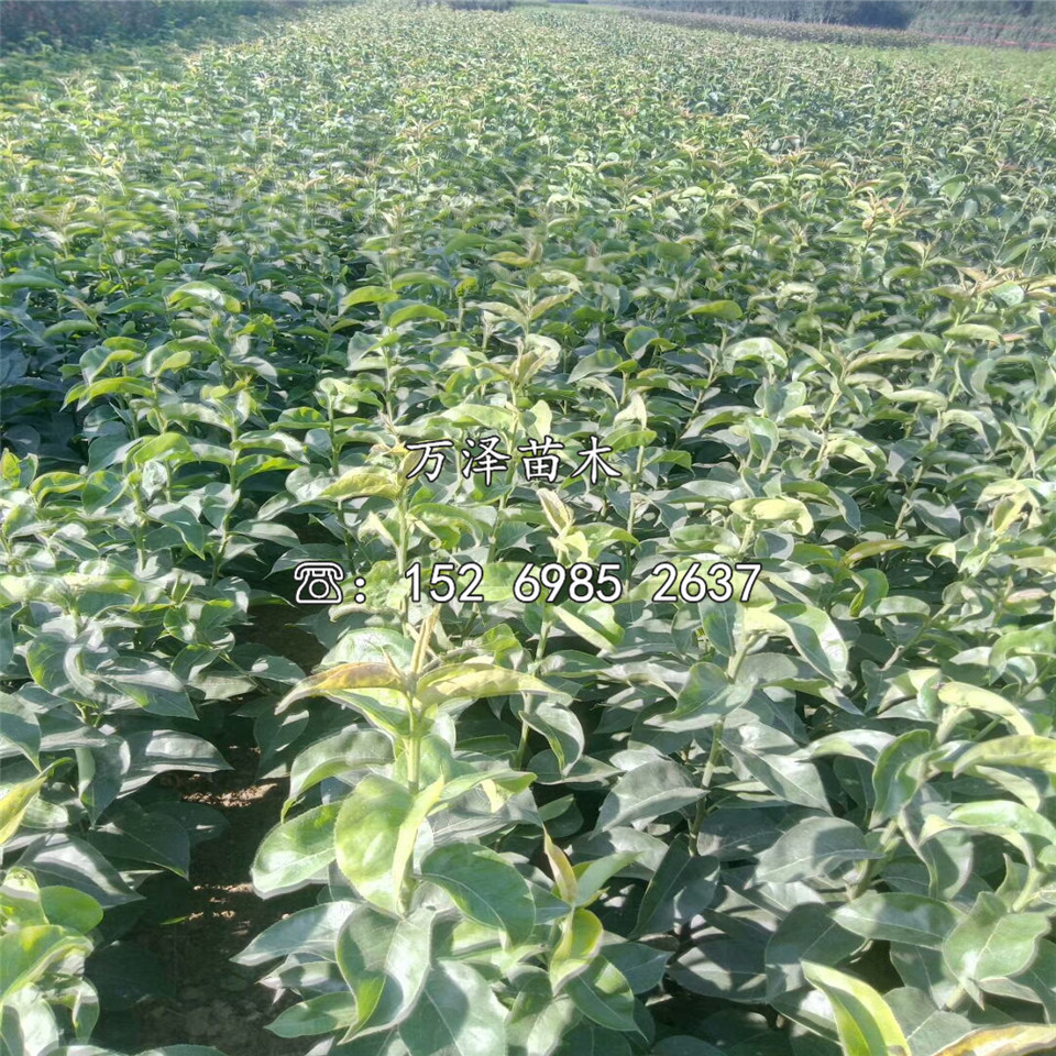 紅香梨樹苗基地、紅香梨樹苗基地及產(chǎn)地