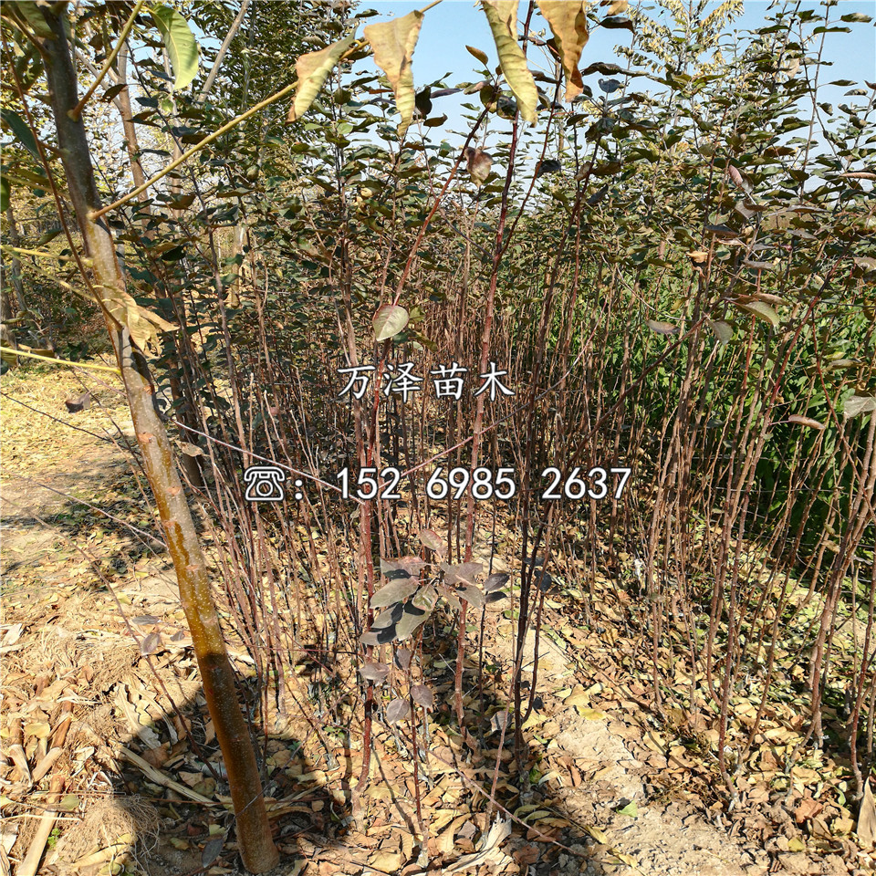 率冠梨樹苗出售