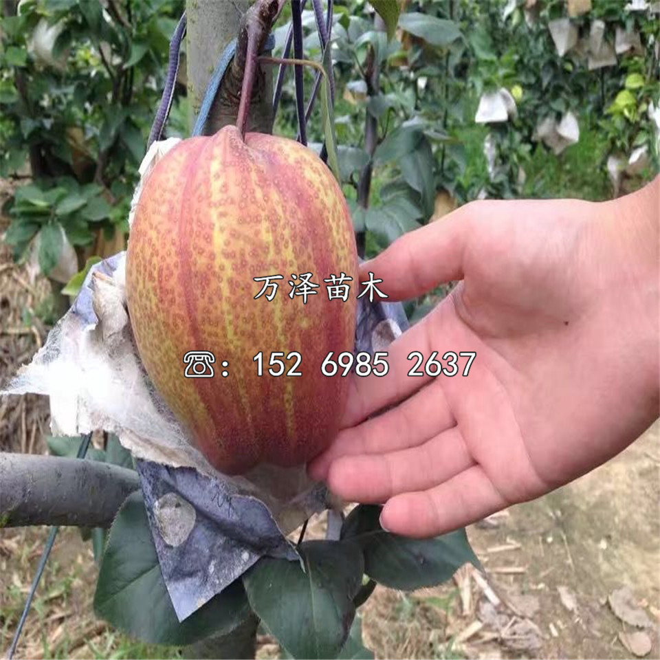 晚秋黃梨樹苗批發(fā)