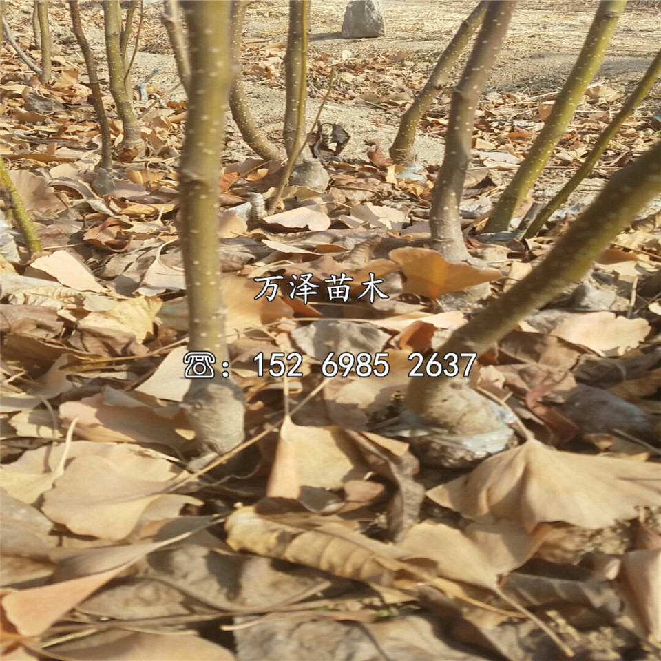 嫁接梨樹苗供應(yīng)、嫁接梨樹苗銷售