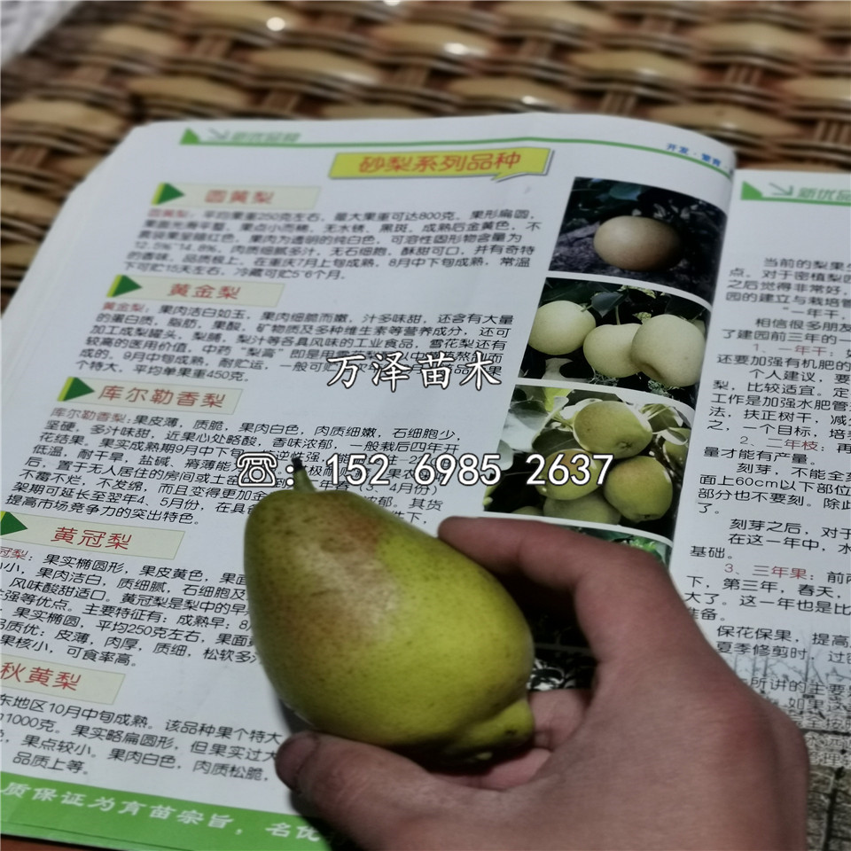 早金香梨樹(shù)苗新品種、早金香梨樹(shù)苗價(jià)格及報(bào)價(jià)