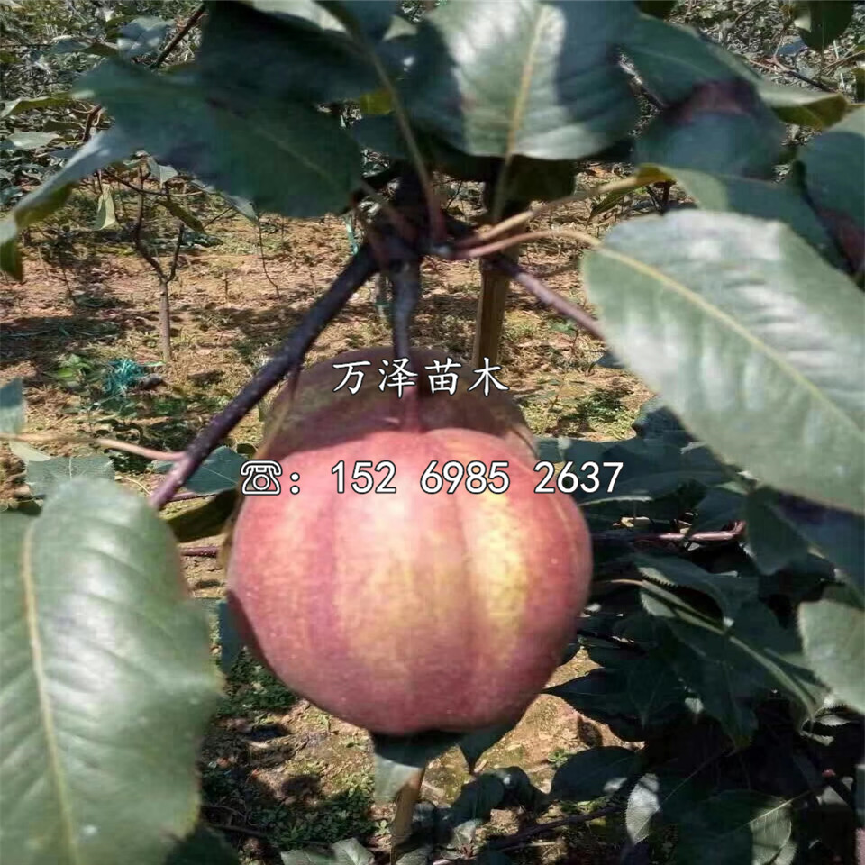 紅香梨樹(shù)苗出售、紅香梨樹(shù)苗銷(xiāo)售