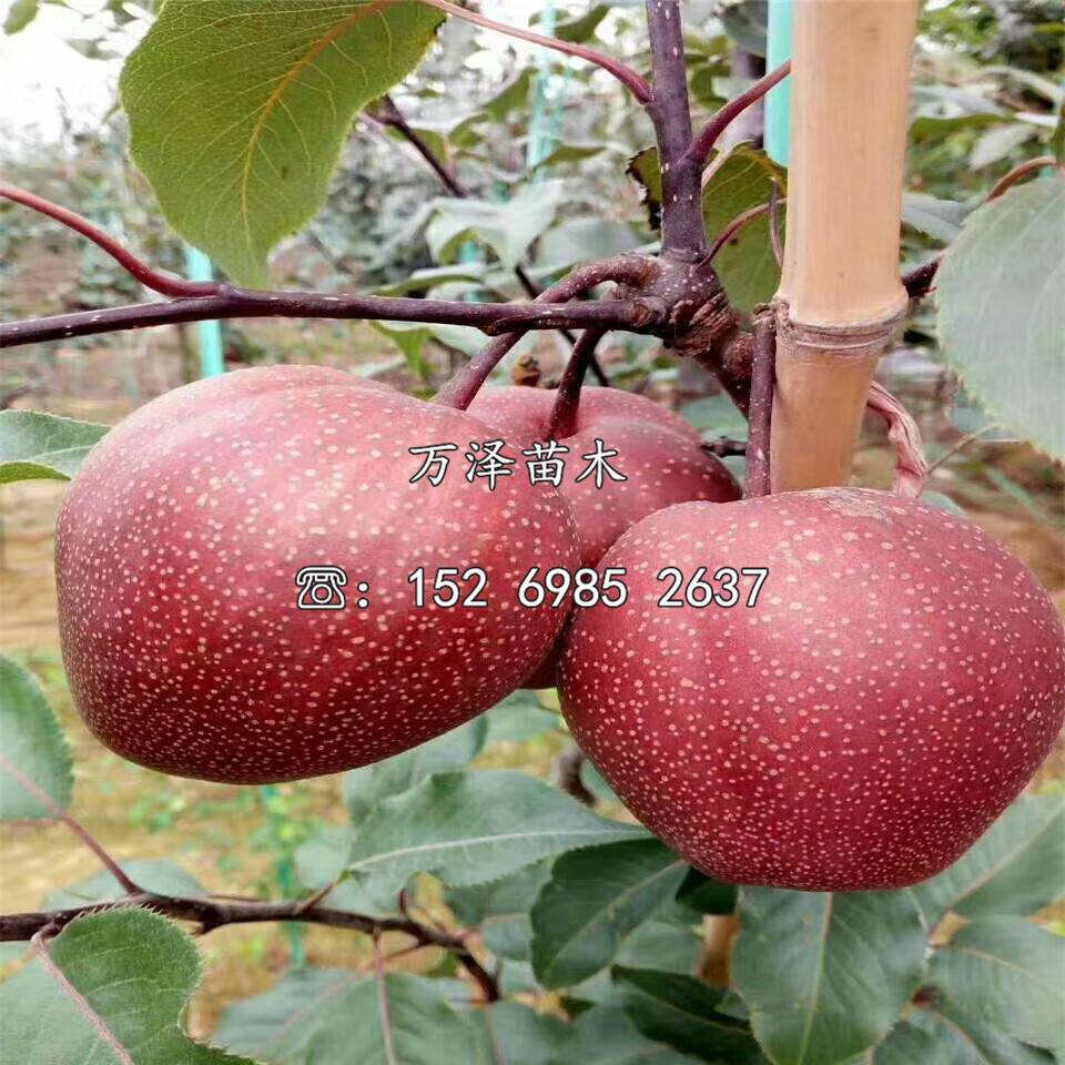 早酥紅梨樹苗供應(yīng)、早酥紅梨樹苗基地及產(chǎn)地