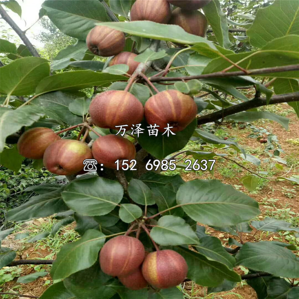 中梨二號(hào)樹苗、中梨二號(hào)樹苗批發(fā)價(jià)格