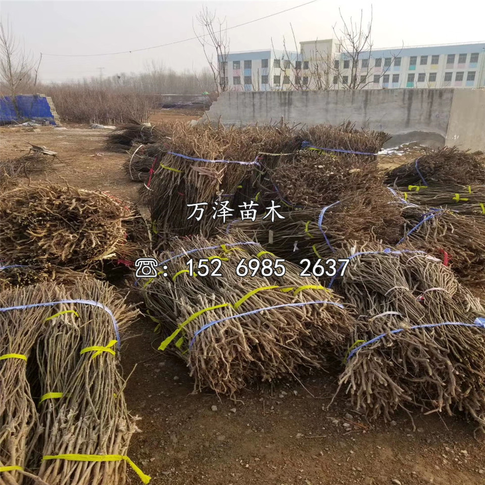 晚香梨樹苗價格及基地