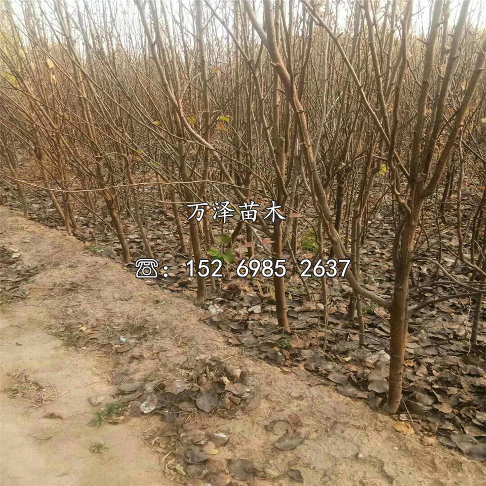 蘇翠二號梨樹苗報價、蘇翠二號梨樹苗銷售