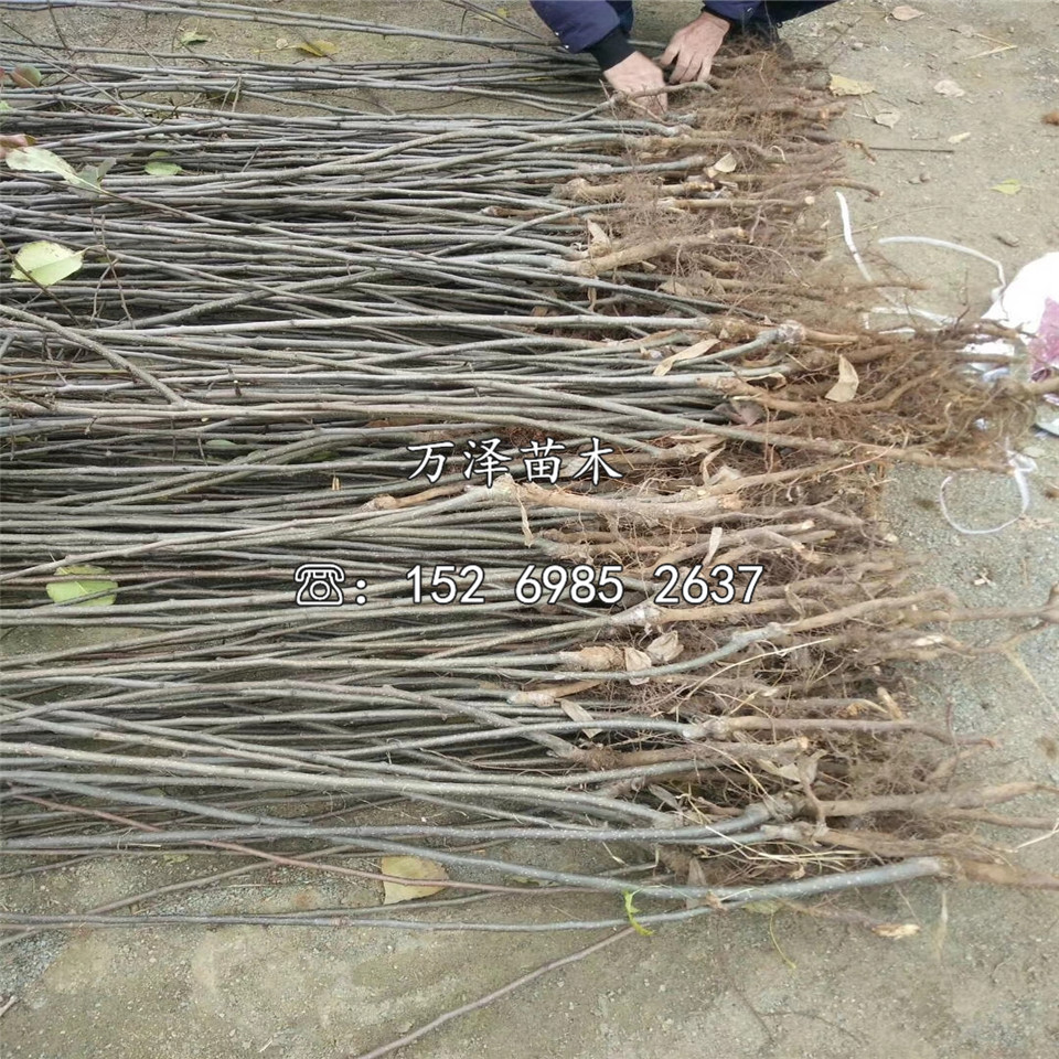 南水梨樹(shù)苗供應(yīng)、南水梨樹(shù)苗基地及產(chǎn)地