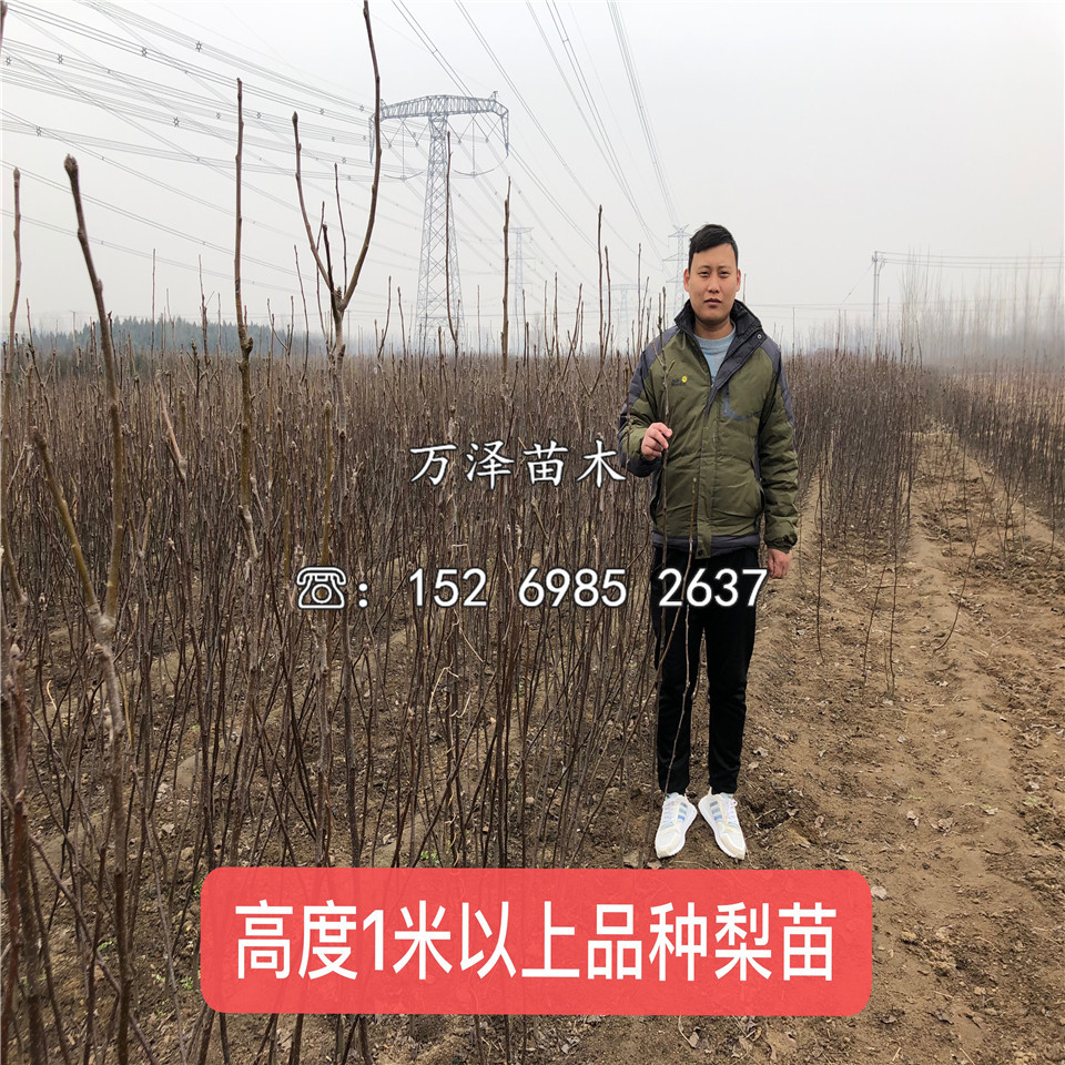 西洋梨樹苗價格一覽表