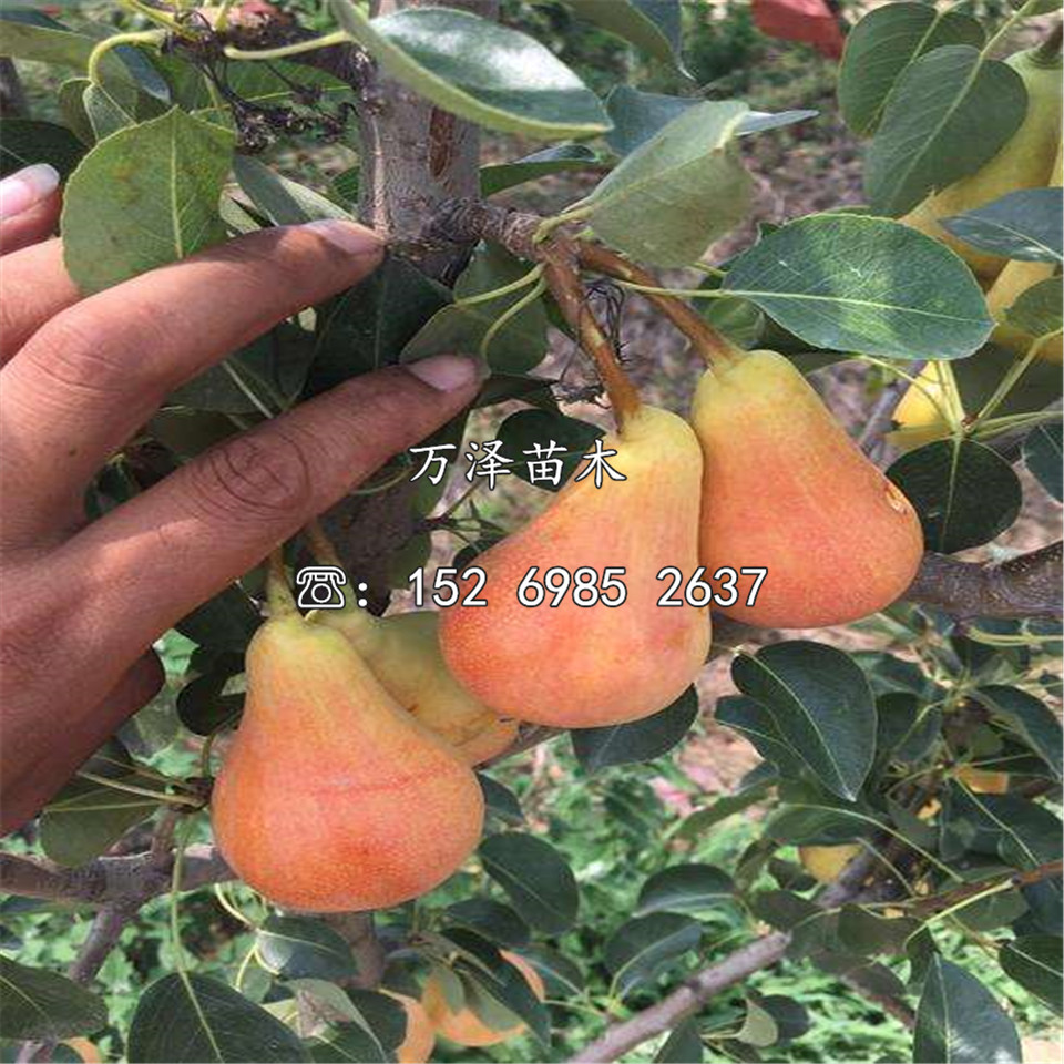 中華玉梨樹苗供應(yīng)、中華玉梨樹苗價格及報價